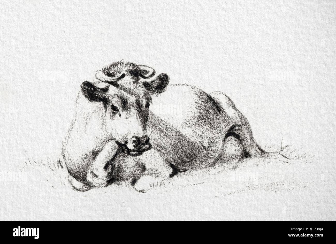 Vache couchée de Jean Bernard, dessin d'histoire naturelle à haute résolution du XIXe siècle, étude détaillée des animaux de ferme, œuvre d'art du domaine public Banque D'Images