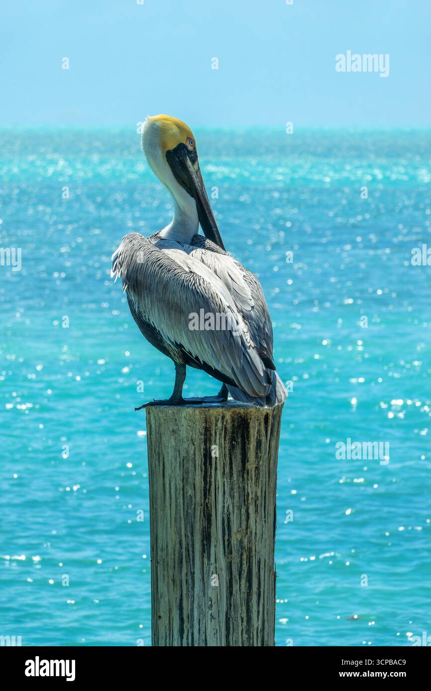 Pélican brun gros plan sur une jetée de bois, fond des caraïbes, Islamorada, Florida Keys faune Banque D'Images