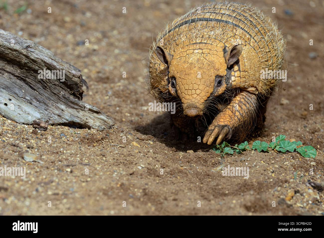 Armadillo à six bandes Banque D'Images Armadillo à six bandes Banque D'Images