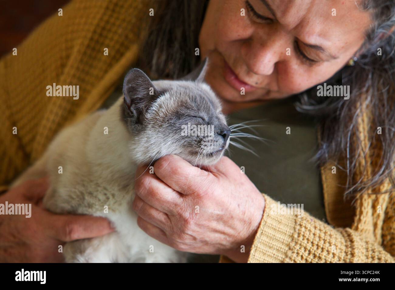 gros plan portrait de la femme latina senior tenant et caressant avec amour son chat à l'intérieur Banque D'Images