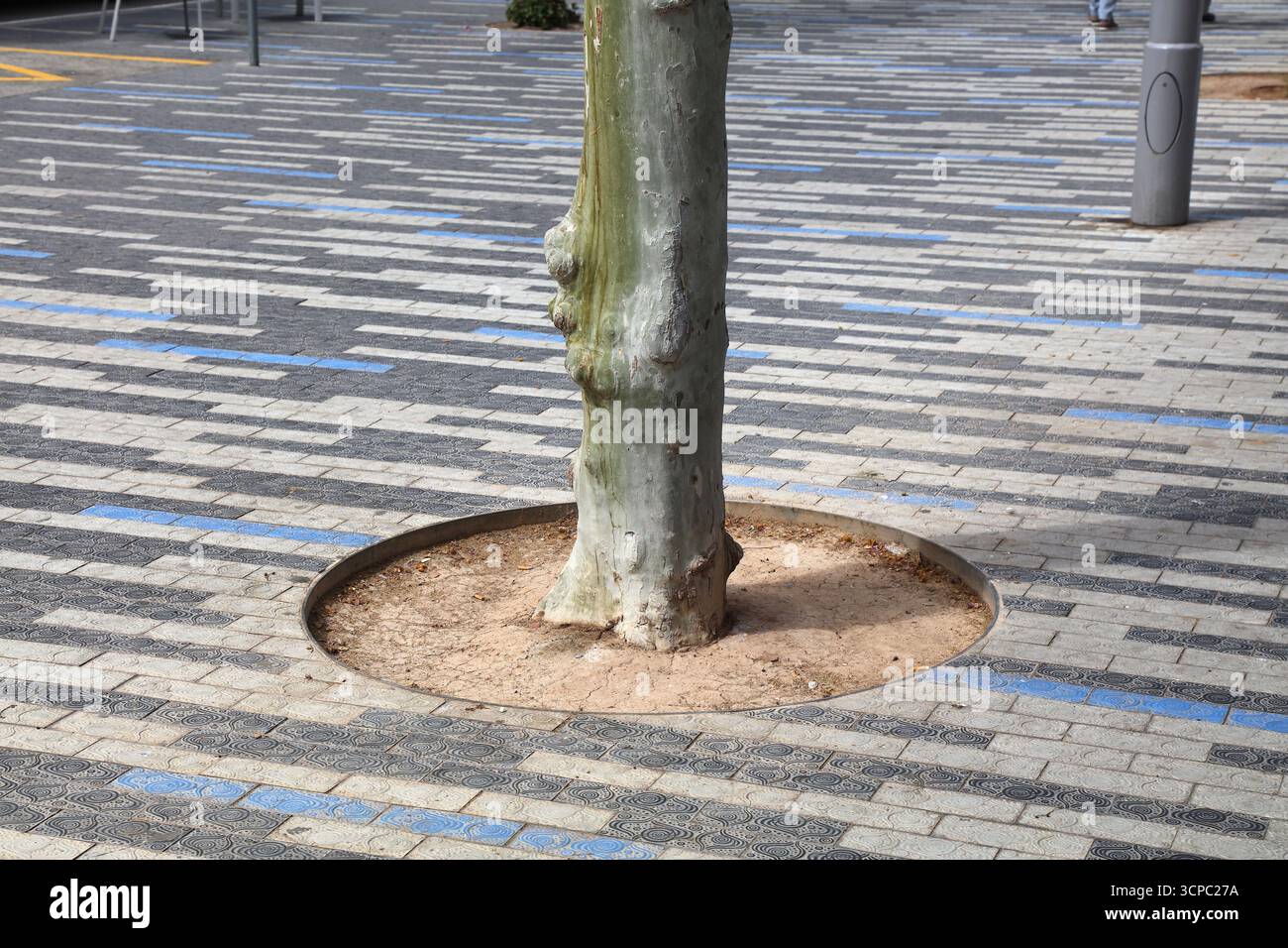 Trottoir de la ville de Benidorm avec cercle de sol autour de l'arbre pour permettre à l'arbre d'être arrosé par la pluie. Ville de Benidorm dans la Communauté valencienne (Comunidad Valenciana), Banque D'Images