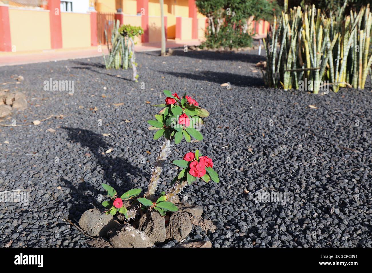 Euphorbia milii (couronne d'épines) plante à fleurs originaire de Madagascar. Jardin extérieur plante ornementale dans l'île de Fuerteventura des îles Canaries, Spa Banque D'Images