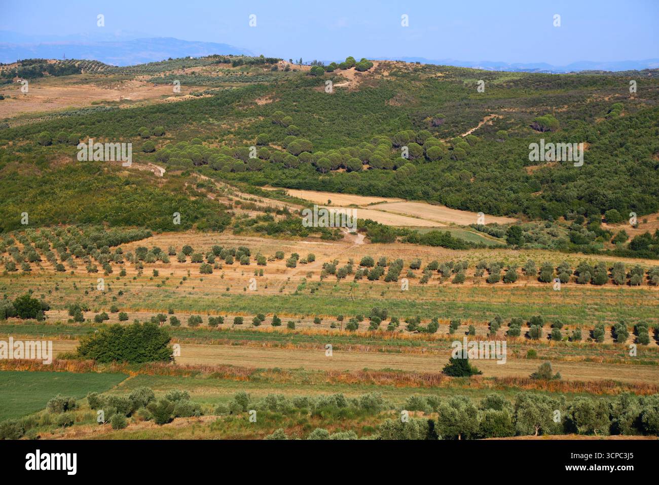 Plantation d'oliviers dans le comté de fier, Albanie. Vue d'été sur la campagne d'oliviers. Banque D'Images