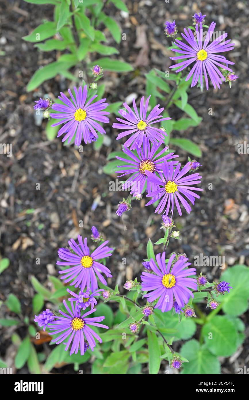 Fleurs violettes de fin d'été des Marguerites Michaelmas, Aster amellus 'Veilchenkönigin' UK Garden septembre Banque D'Images
