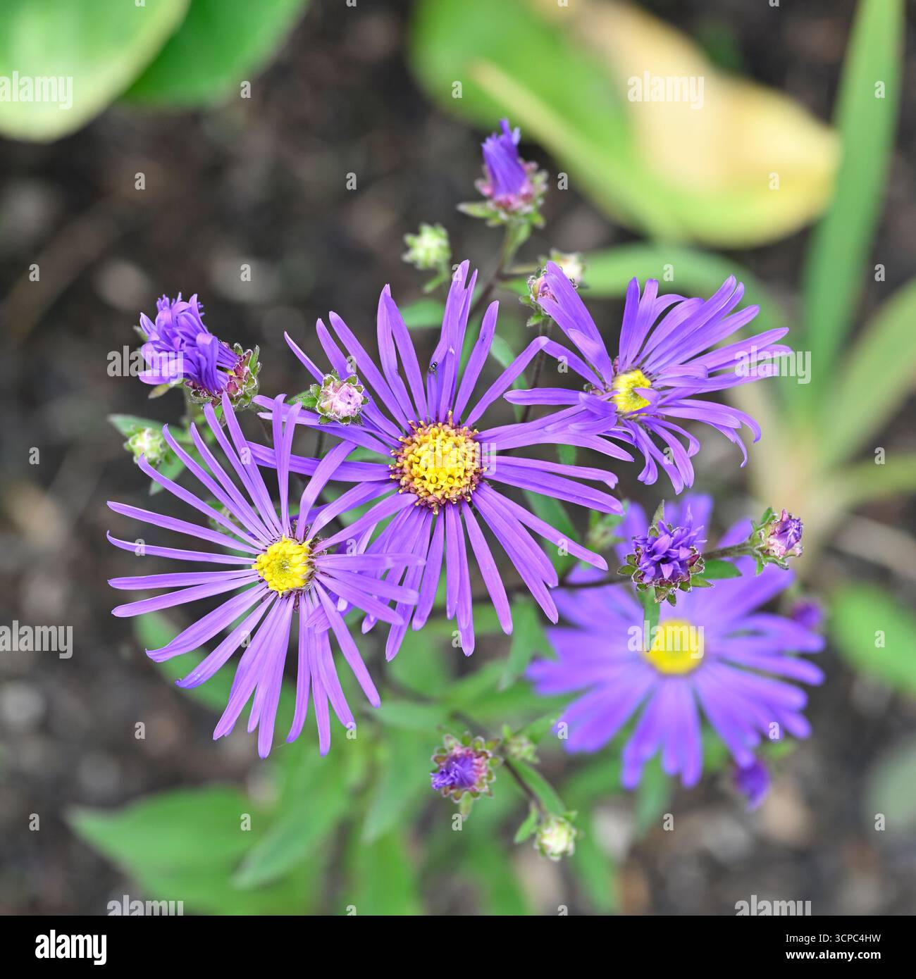 Fleurs violettes de fin d'été des Marguerites Michaelmas, Aster amellus 'Veilchenkönigin' UK Garden septembre Banque D'Images