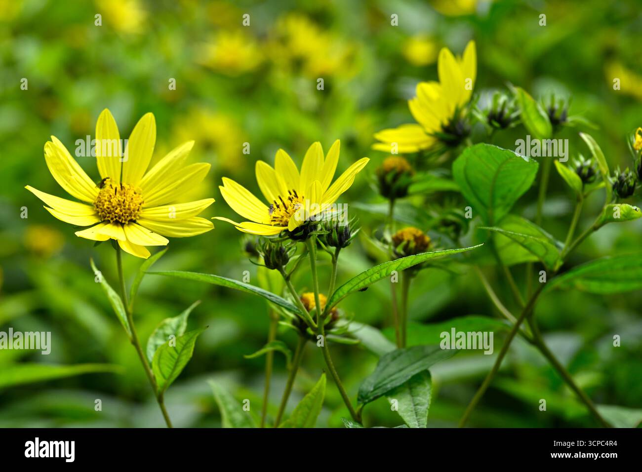 Fleurs jaunes d'été de tournesol vivaces, Helianthus 'Lemon Queen' ou Heliopsis helianthoides 'Limelight' UK Garden septembre Banque D'Images