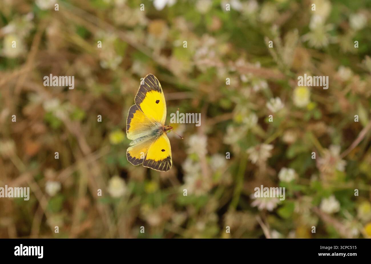 Papillon jaune nuageux mâle en vol - Colias croceus Banque D'Images