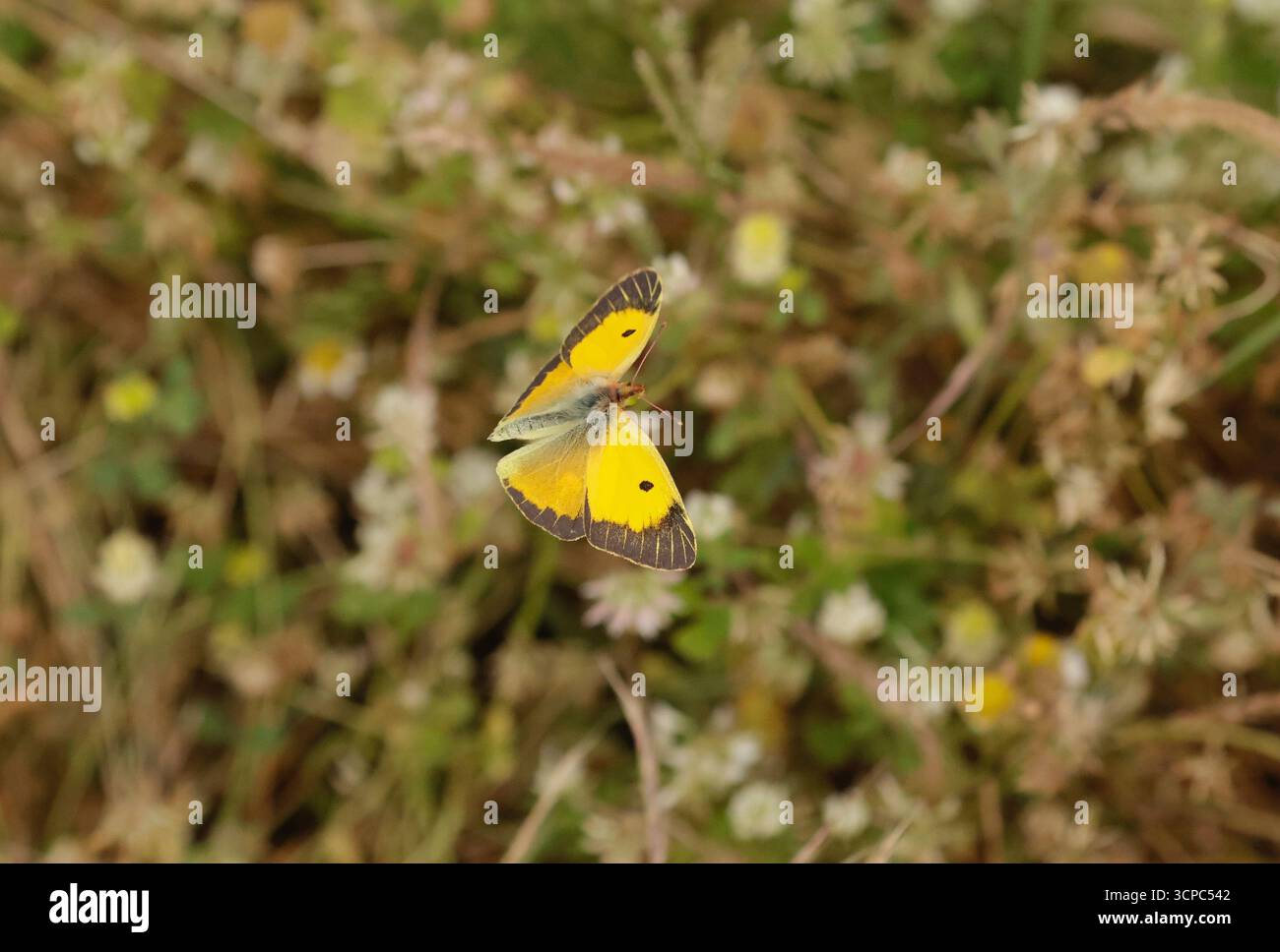 Papillon jaune nuageux mâle en vol - Colias croceus Banque D'Images