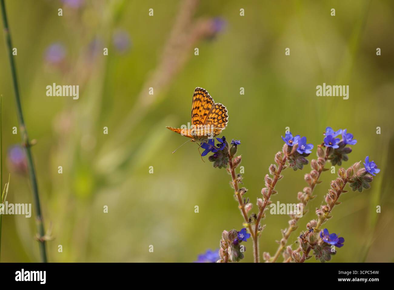 Mâle Fritillary Knapweed de l'est - Melitaea ornata Banque D'Images