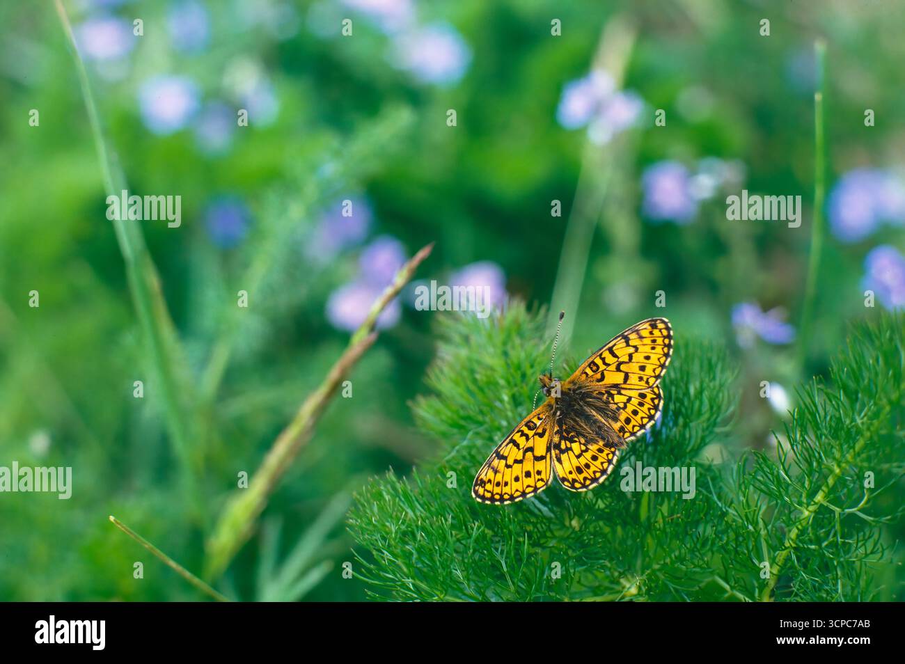 Petit fritillaire à bordures perlées (Clossiana selene), face supérieure de l'adulte Banque D'Images