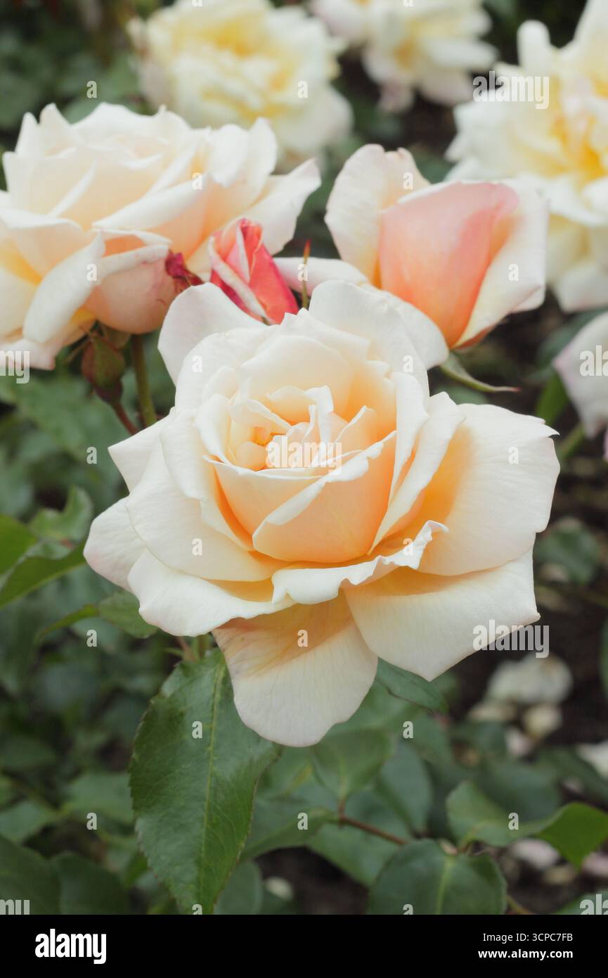 Rosa Chanelle, rose vigoureuse et touffue avec rose pêche pâle, fleurs semi-doubles. Banque D'Images