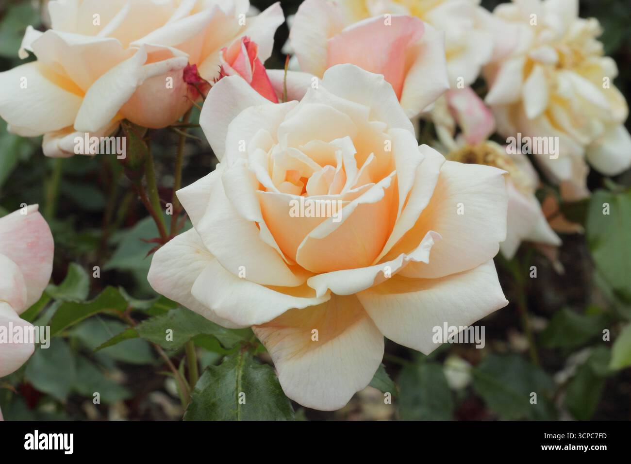 Rosa Chanelle, rose vigoureuse et touffue avec rose pêche pâle, fleurs semi-doubles. Banque D'Images