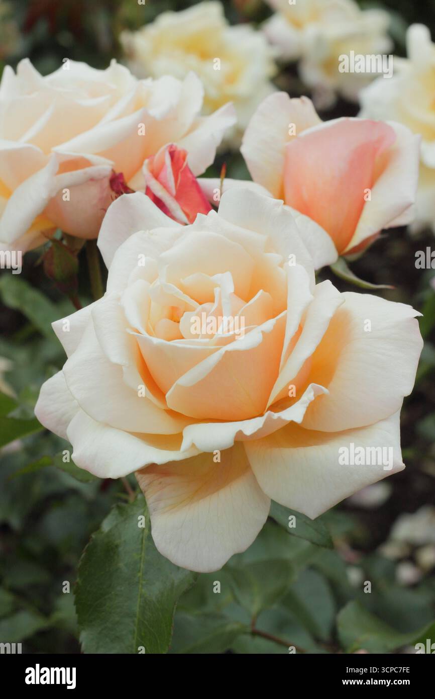 Rosa Chanelle, rose vigoureuse et touffue avec rose pêche pâle, fleurs semi-doubles. Banque D'Images