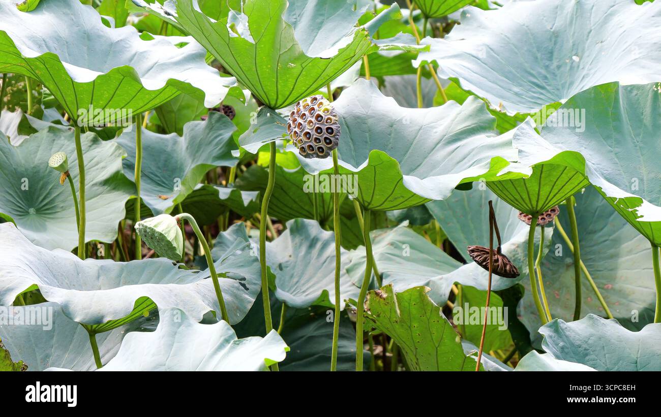 Vue d'une gousse de graines de lotus en plein champ à Kyoto, Japon Banque D'Images