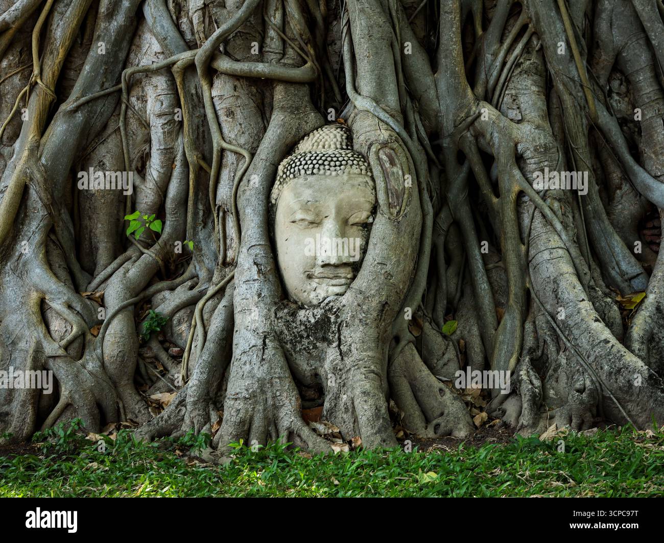 Ayutthaya, Thaïlande - 1er mars 2025 : tête de Bouddha célèbre dans les racines d'arbre bodhi à Wat Mahathat, parc historique d'Ayutthaya. Banque D'Images