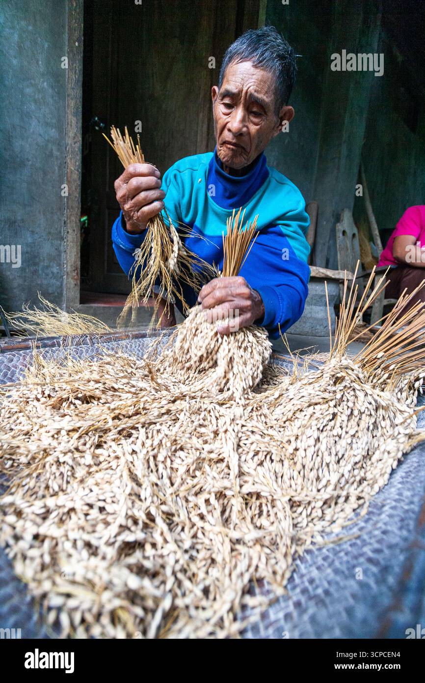 Un vieil homme d'Ifugao préparant des tiges de tinawon, un riz traditionnel de longue saison cultivé sur les terrasses de riz de Banaue à Ifugao, Philippines Banque D'Images