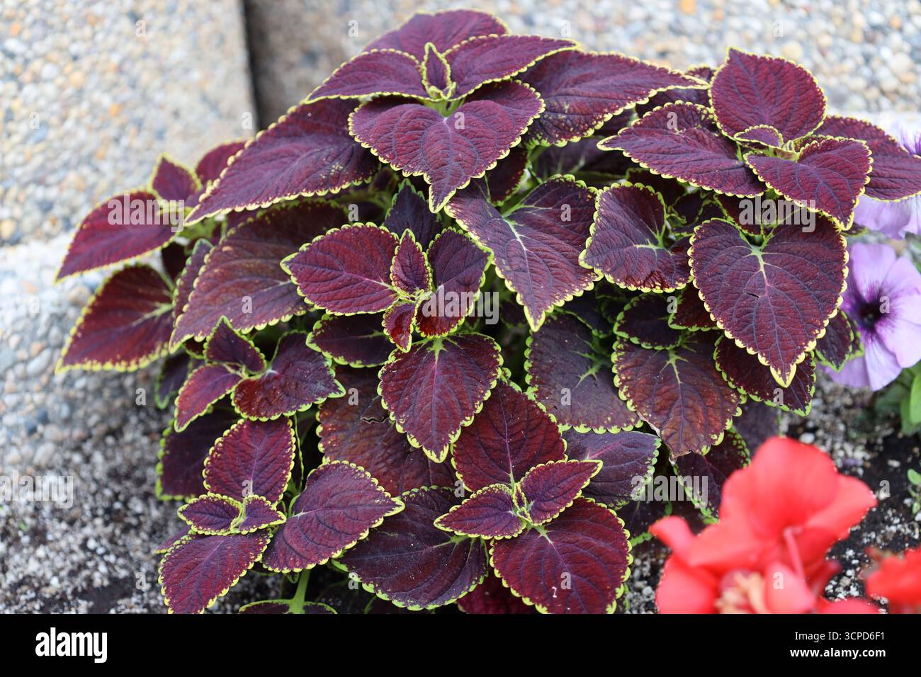 plante éclatant de feuilles de marron pourpre rougeâtre dans une jardinière en béton (macro, gros plan) Banque D'Images