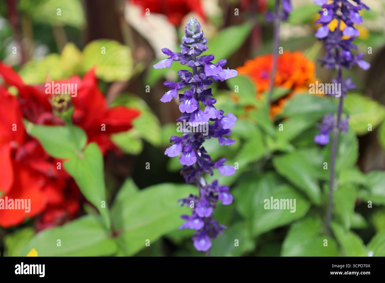 grande fleur élancée avec de nombreux petits pétales mauves blancs violets (gros plan, macro) Banque D'Images