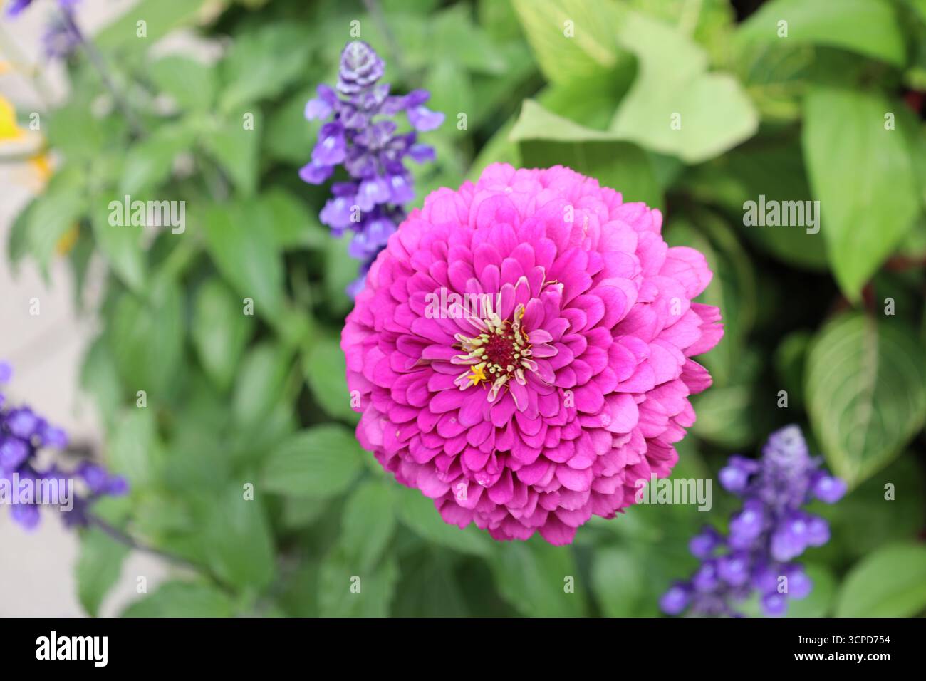 fleur mauve rose mauve avec centre doré rouge foncé (gros plan, macro) Banque D'Images