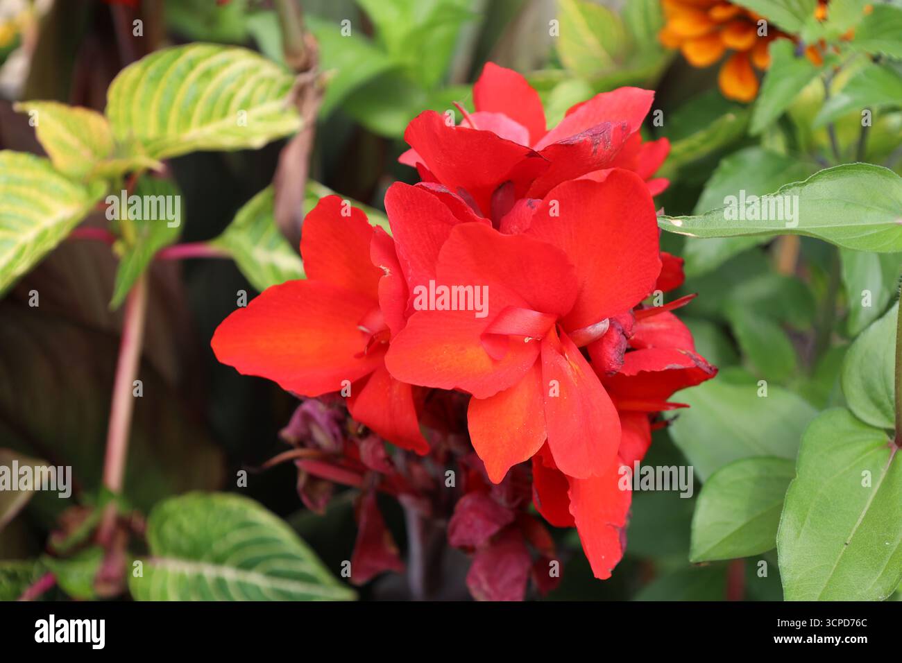 grappe de fleurs rouges vives contre des feuilles brillantes vert moyen (gros plan, macro) Banque D'Images