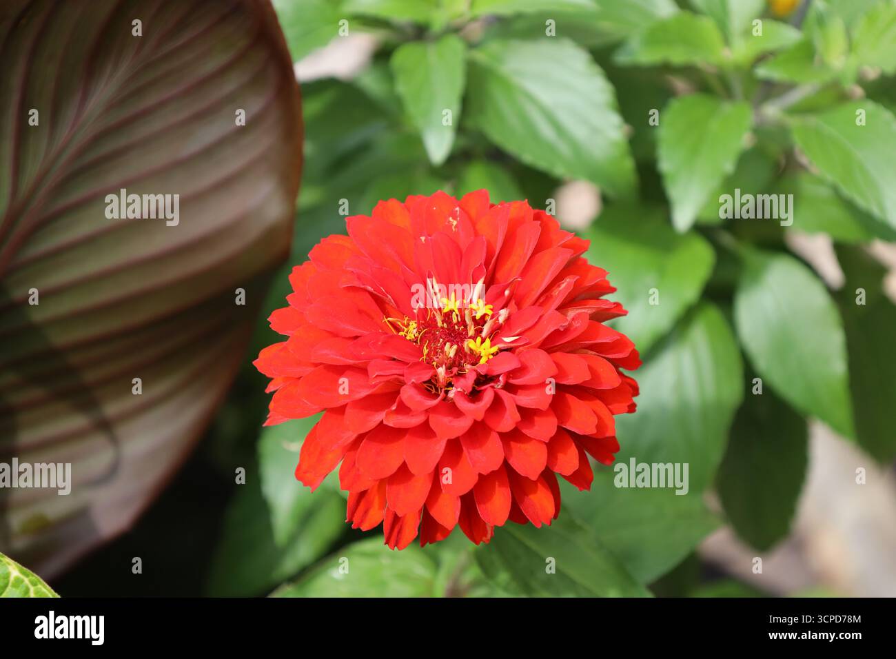 grande fleur rouge vif unique avec de minuscules fleurs d'or au centre contre des feuilles vertes brillantes avec de grandes feuilles marron (gros plan, macro) Banque D'Images