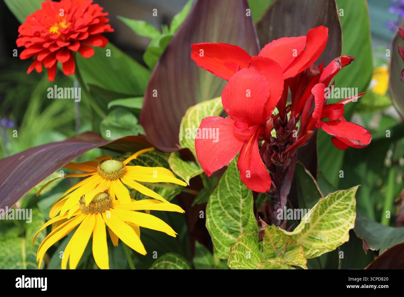grandes fleurs rouge vif et jaune vif sur des feuilles de marron rouge brun foncé (macro, gros plan) Banque D'Images