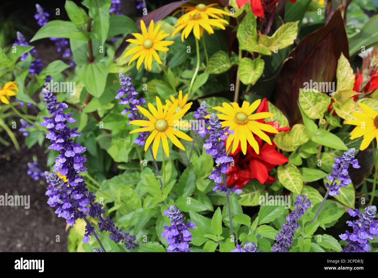 grand bouquet de fleurs violettes, jaunes, rouges contre des feuilles vert clair (gros plan) Banque D'Images