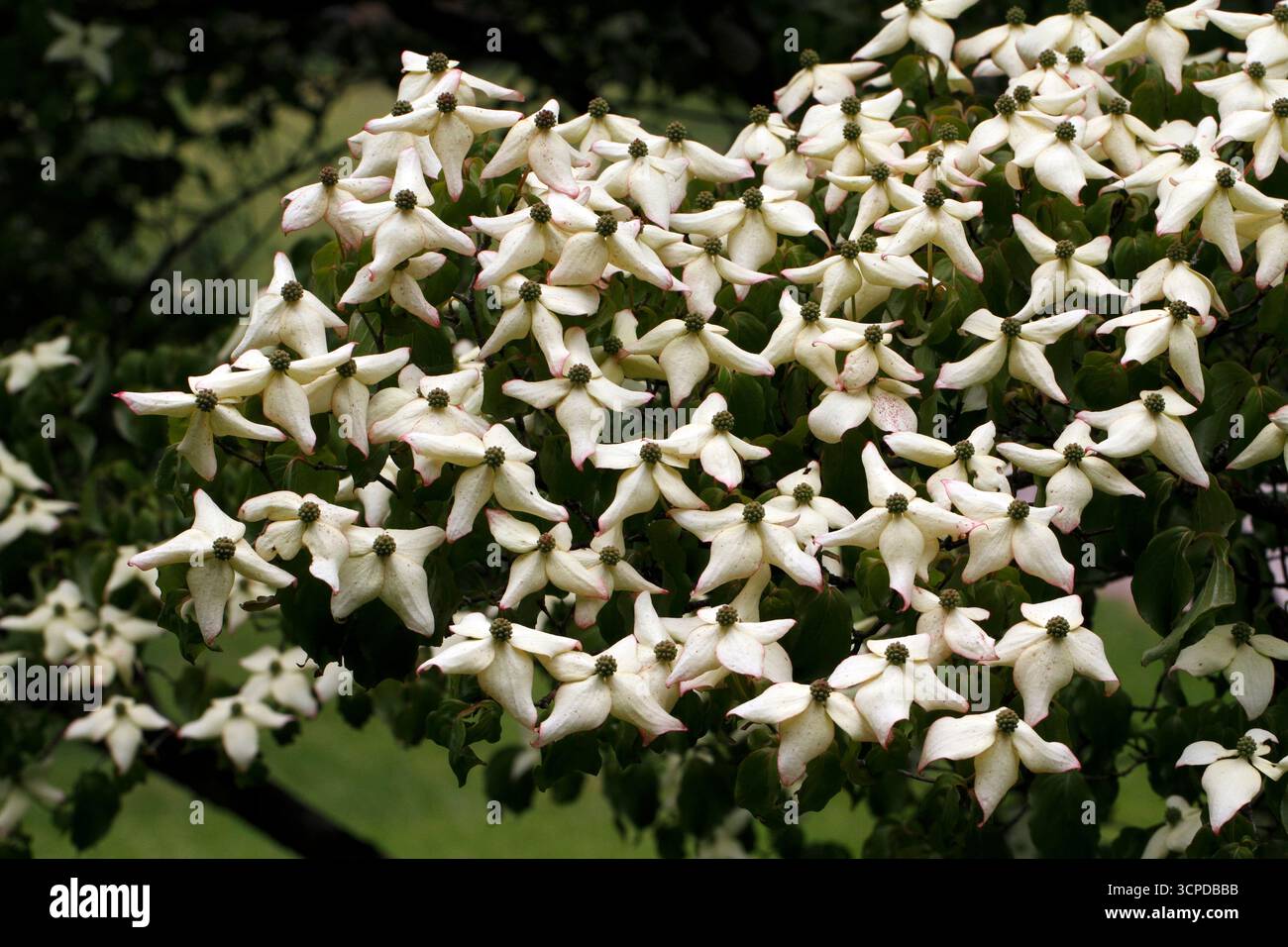 Cornus Kousa, fraisier japonais. Banque D'Images