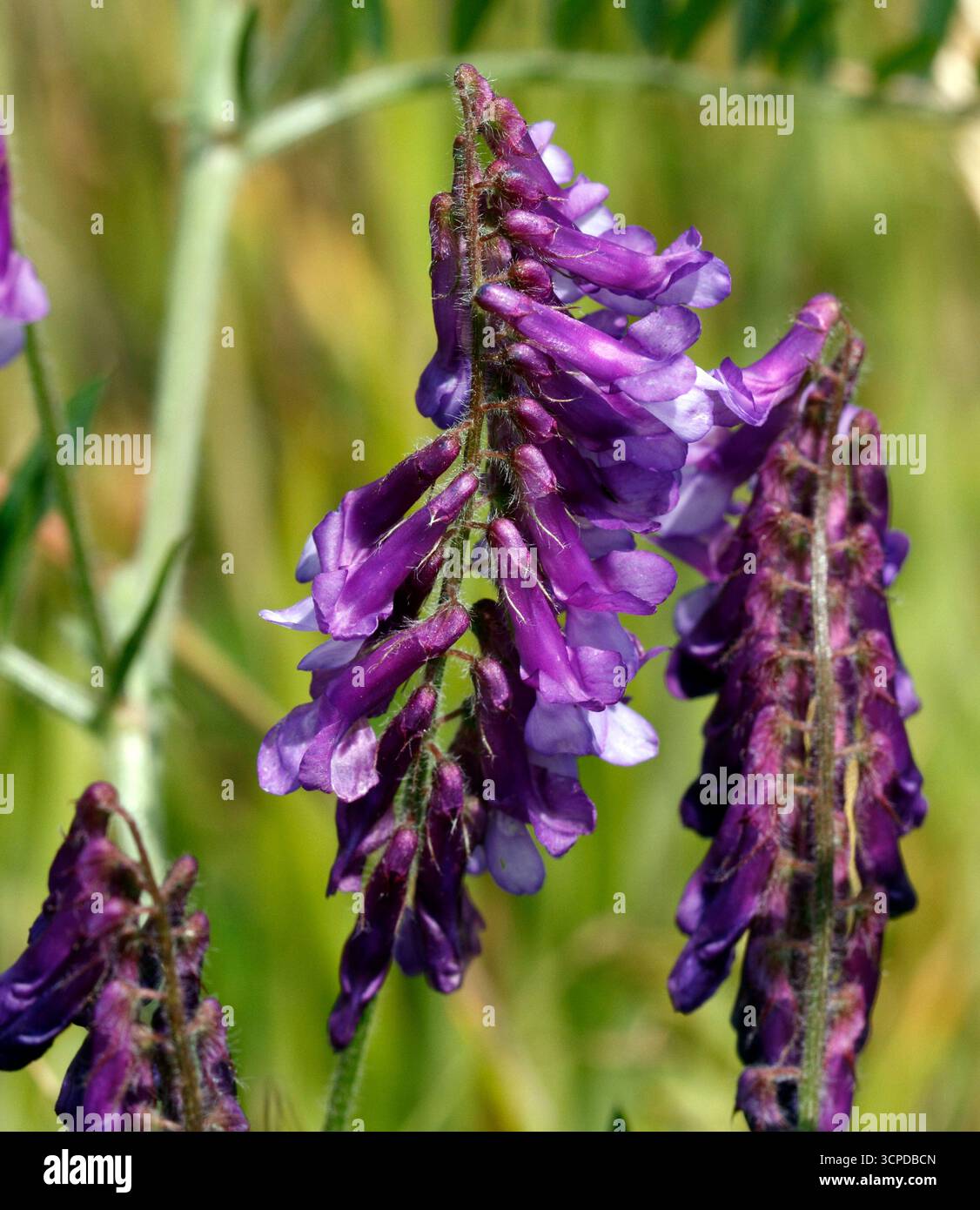 Fleurs Vetch tuftées, Vicia cracca Banque D'Images