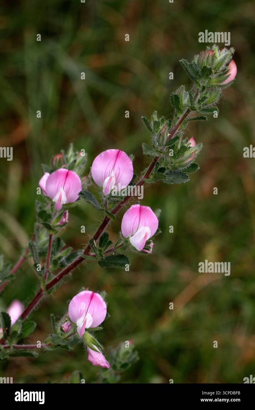 Vicia sativa, Vetch commun, fleurs, Banque D'Images