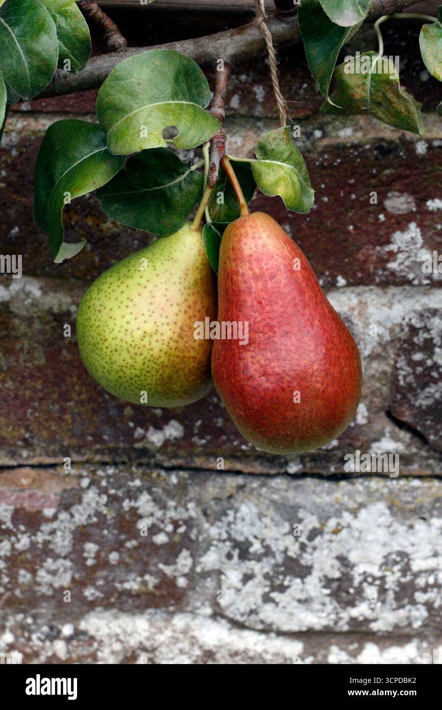 Poire patrimoniale « Forelle » Banque D'Images