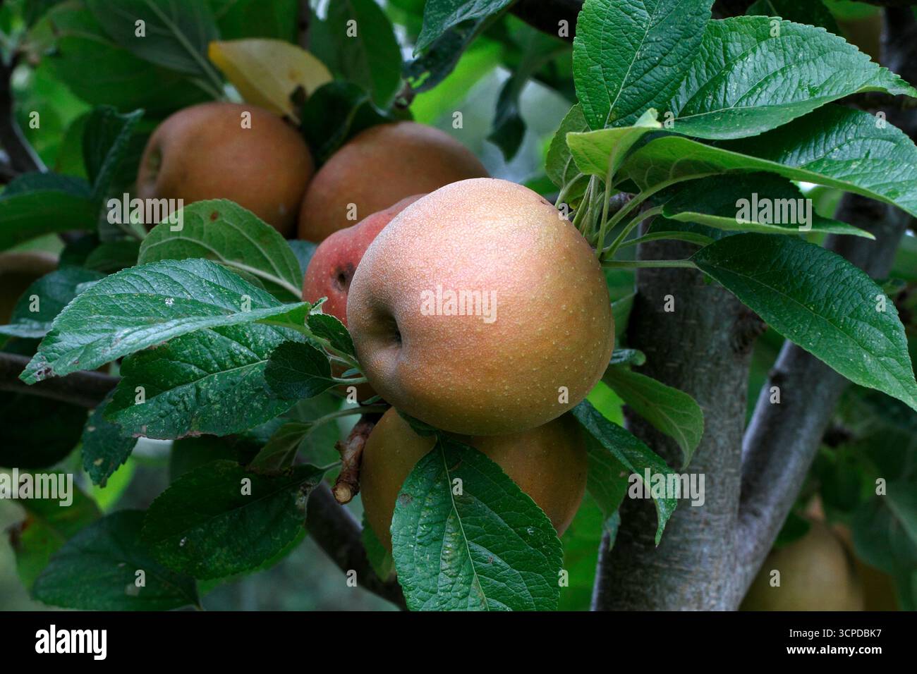 Pomme roussette. Banque D'Images