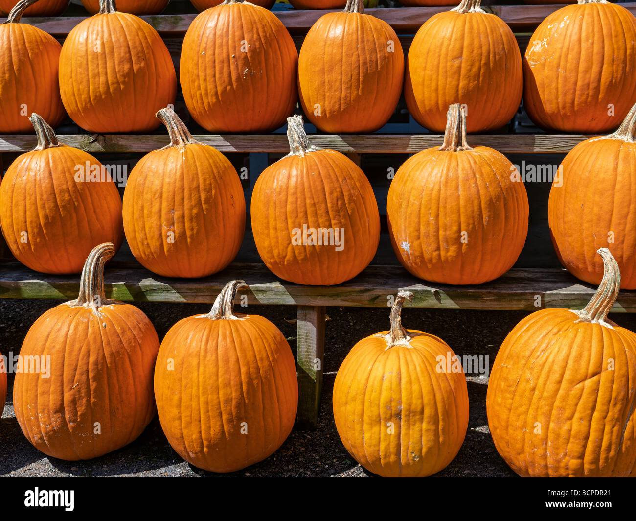 Citrouilles fraîches de la récolte montrant leur couleur orange automne ou automne sur des étagères prêtes à la vente sur un marché agricole à Montgomery Alabama, États-Unis. Banque D'Images