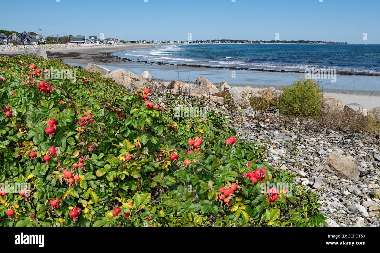 Beach Rose : les rosiers sauvages produisent des baies rouges (hanches roses) à la fin de l'été le long de la côte du Maine. Banque D'Images
