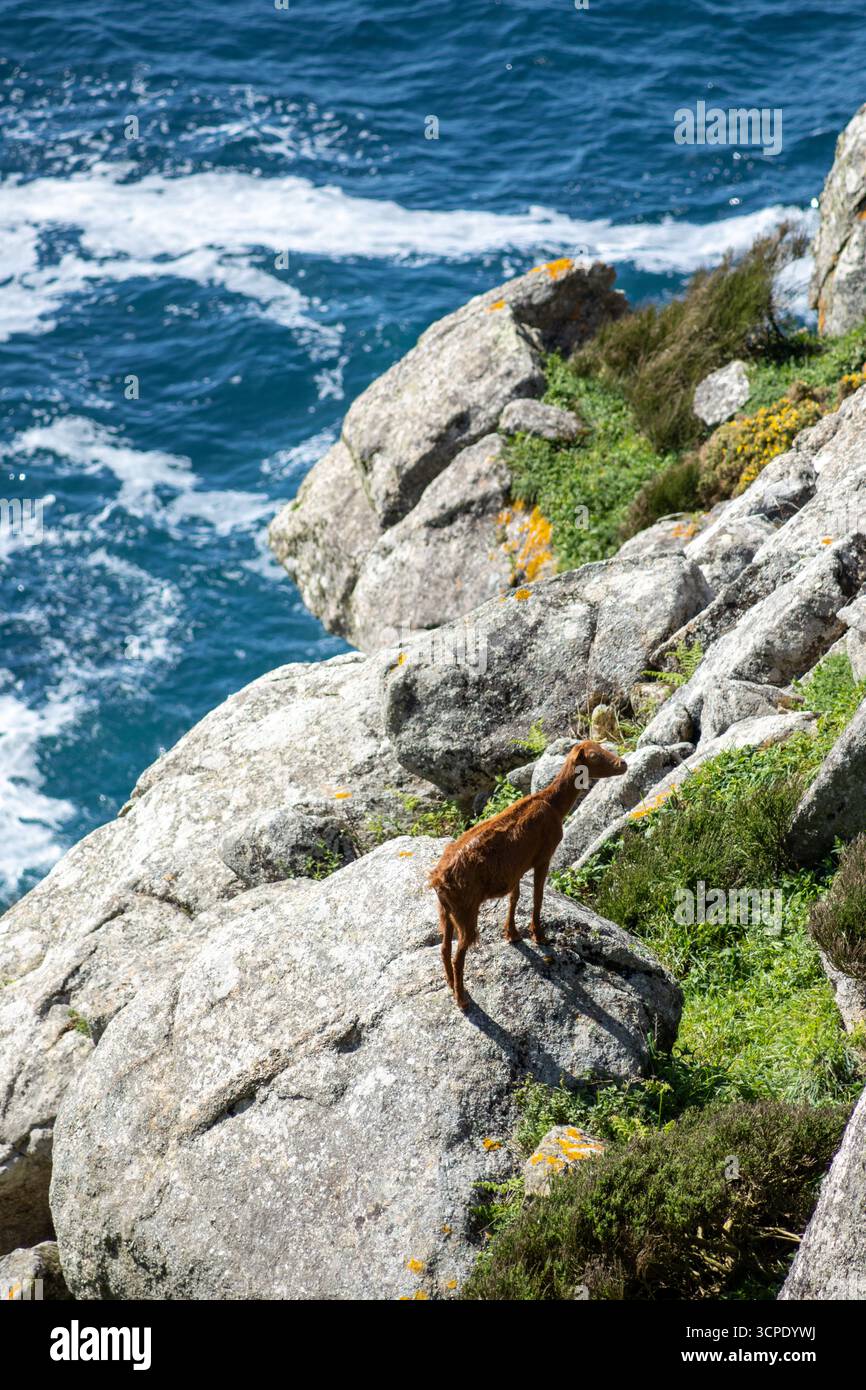 Chèvre ibérique sauvage surplombant le phare du cap Finisterre et les falaises escarpées en Galice, Espagne. Une scène côtière majestueuse avec une beauté naturelle et sauvage Banque D'Images