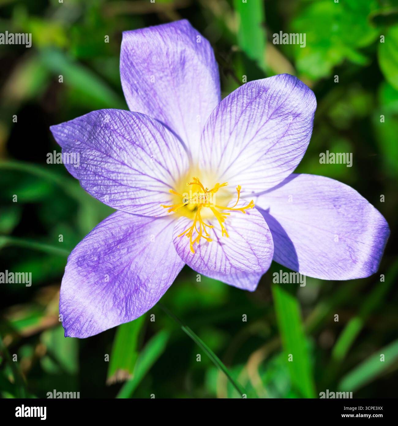 Un crocus d'automne éclate, ses pétales violets et ses étamines jaunes sont un signe de la beauté de l'automne. Banque D'Images