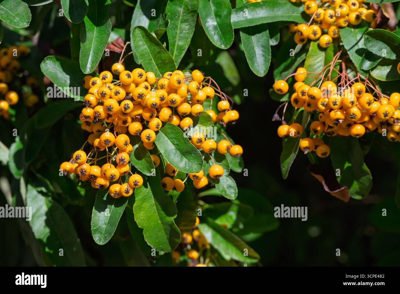 Les baies dorées d'un arbuste Pyracantha mûrissent au soleil, fournissant de la nourriture aux oiseaux et ajoutant de la couleur au paysage d'automne. Banque D'Images