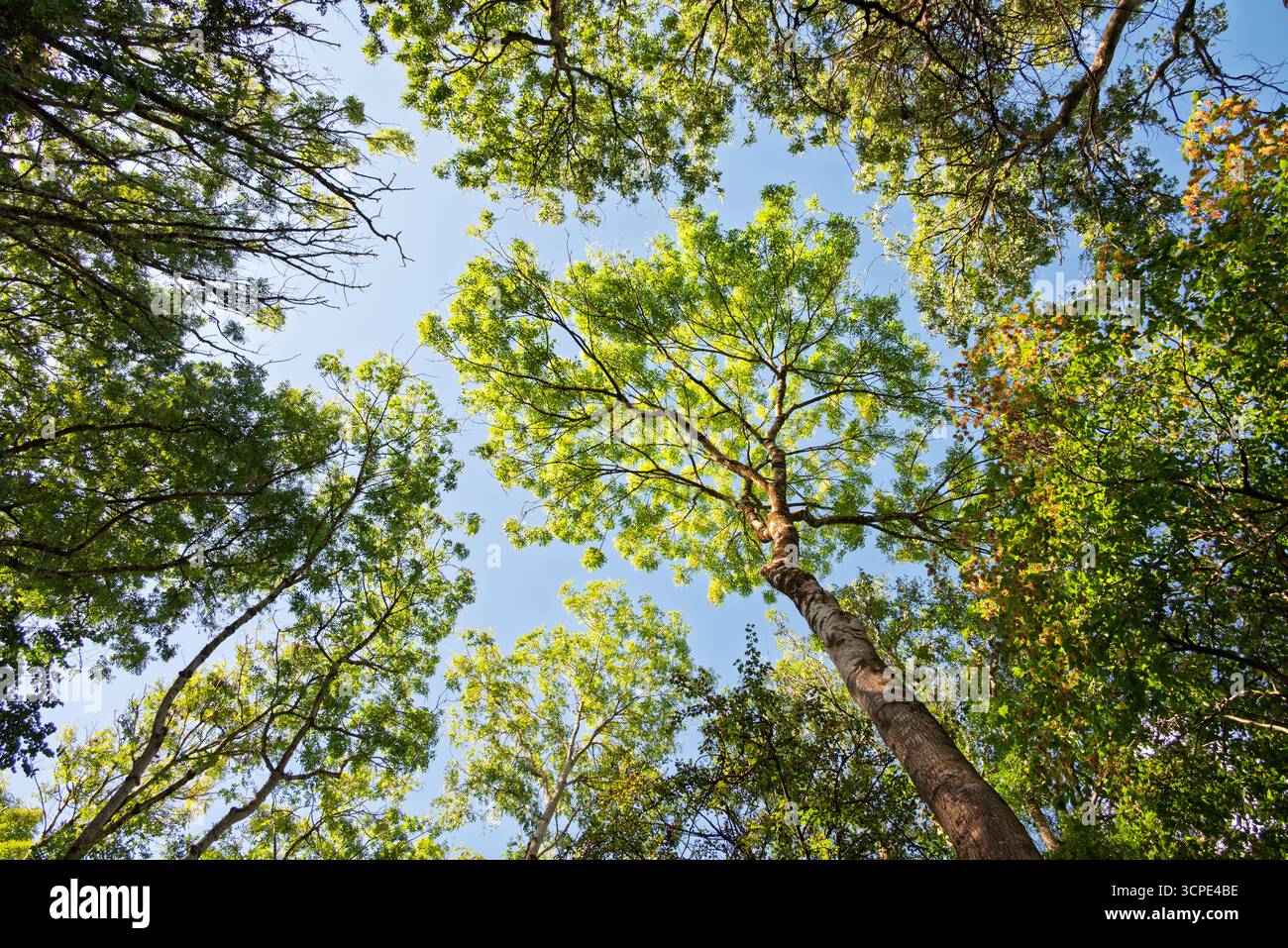 Regardant les arbres atteignant le ciel, capturant la beauté et la tranquillité de la nature. Banque D'Images
