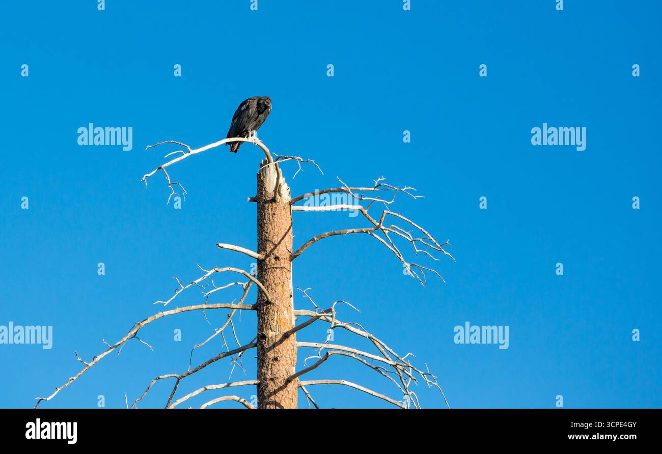 Un Condor sauvage de Californie (Gymnogyps californianus) avec l'étiquette d'identification 6A perché dans un arbre mort près du plateau nord du Grand Canyon Banque D'Images