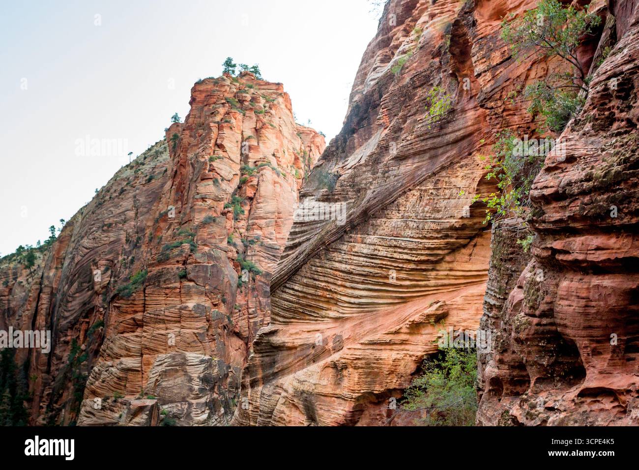 Falaises de grès le long du West Rim Trail jusqu'à Angels Landing dans le parc national de Zion, Utah Banque D'Images