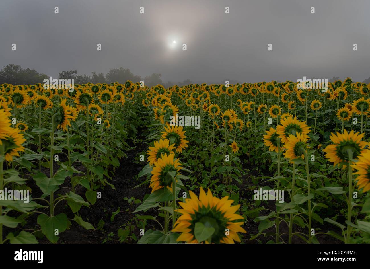 Champ de tournesol du Kansas en fleurs Banque D'Images