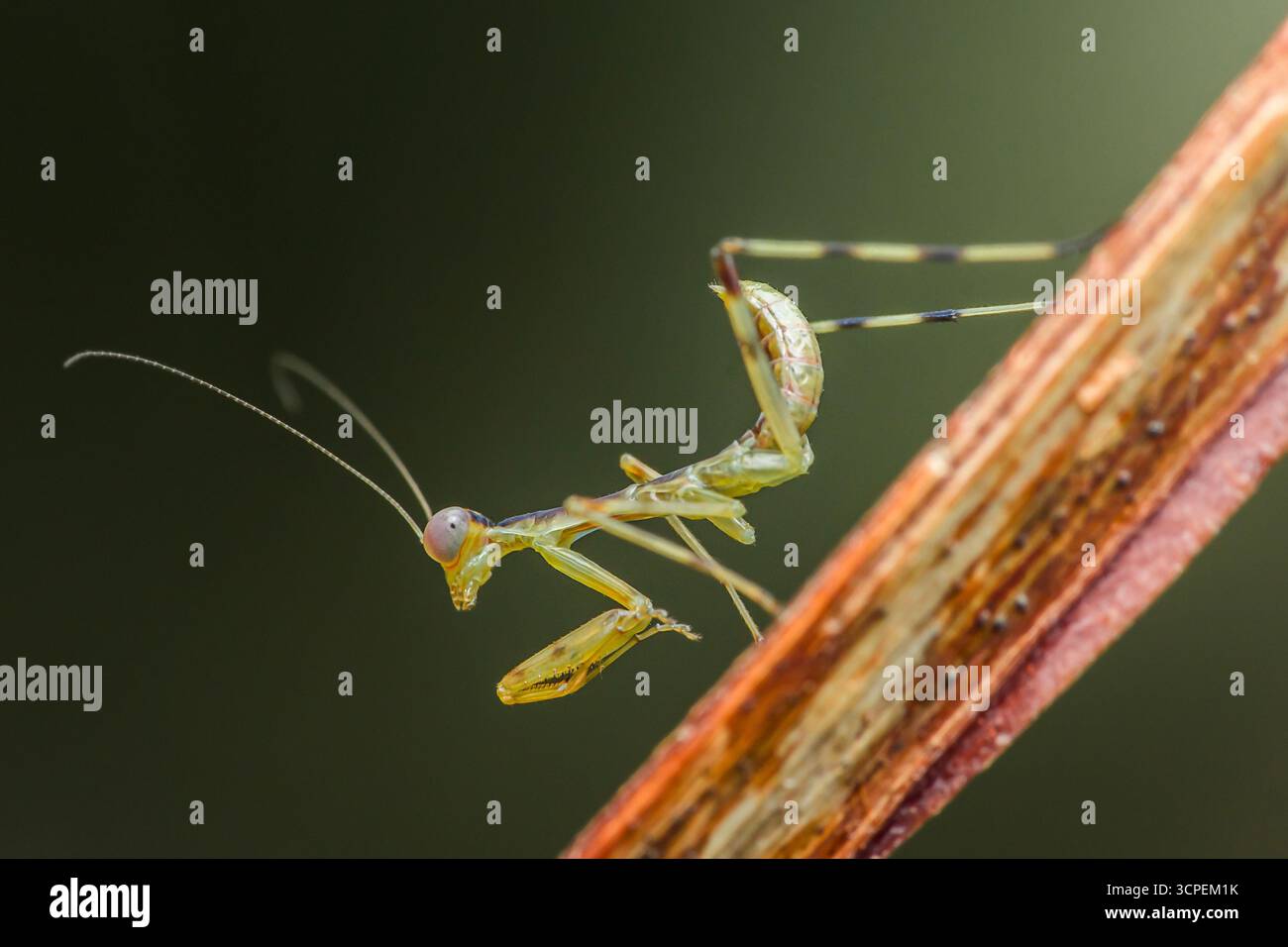 Gros plan d'une mante priante en équilibre délicat sur une branche, mettant en valeur ses détails complexes et sa nature prédatrice dans un mélange harmonieux de grâce an Banque D'Images