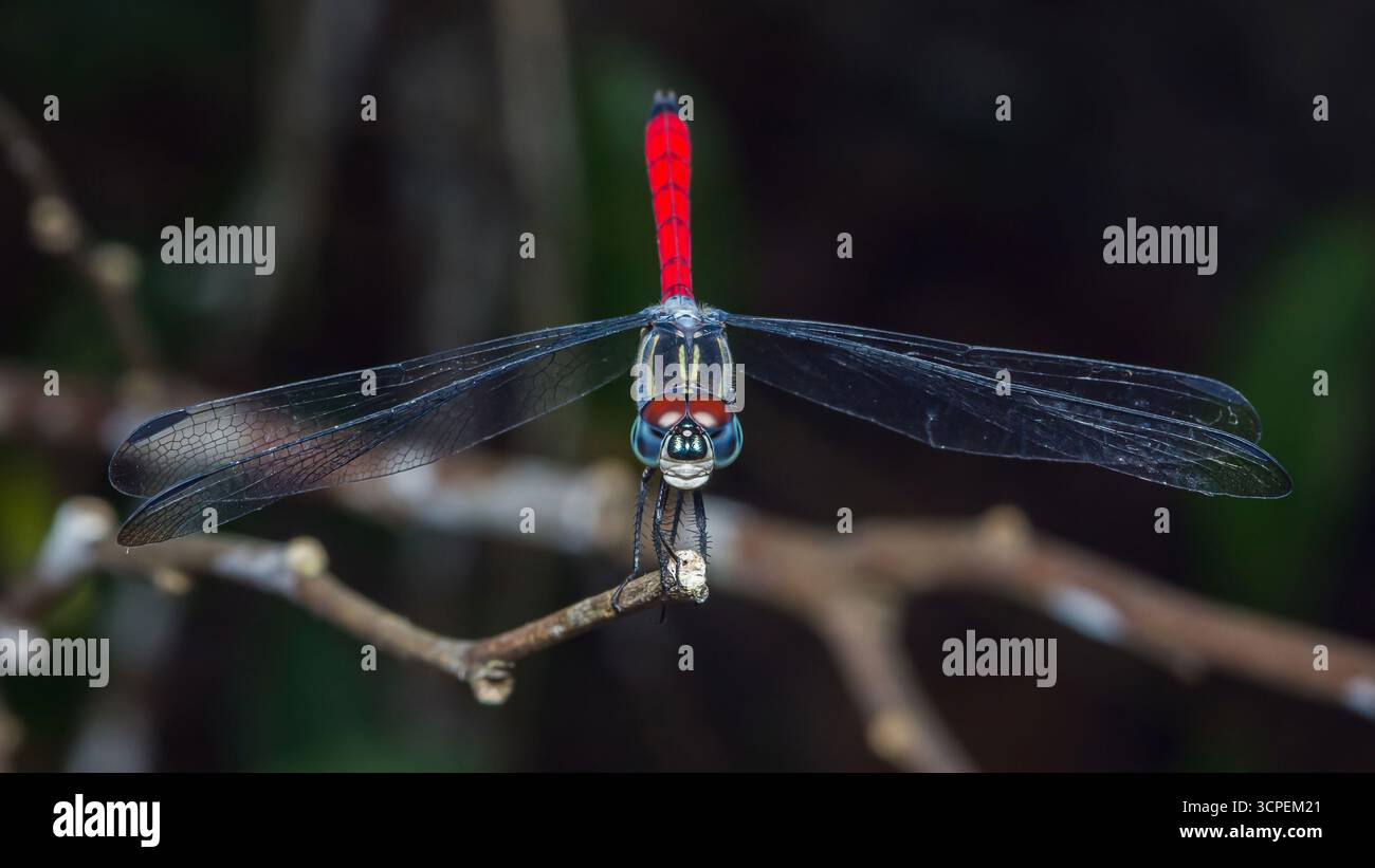 Libellule colorée avec un ventre et une tête rouges frappants, de grandes ailes noires et des yeux rouges proéminents, reposant gracieusement sur une branche mince agains Banque D'Images