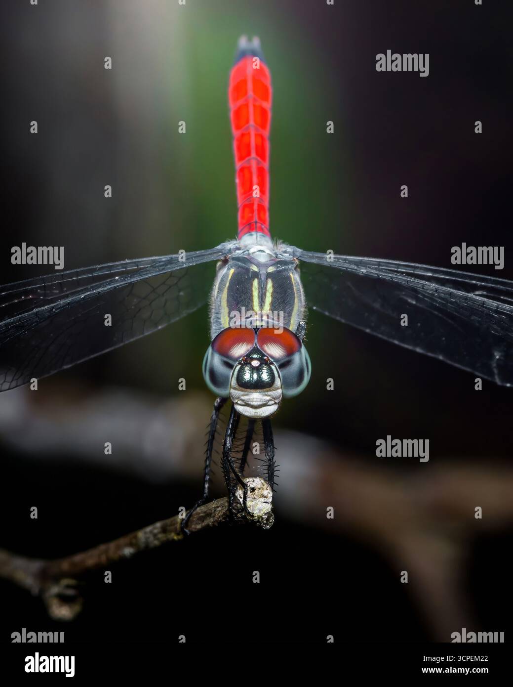 Gros plan d'une libellule rouge perchée sur une branche, mettant en valeur ses couleurs éclatantes et ses détails complexes sur un fond naturel flou, créant ainsi un Banque D'Images