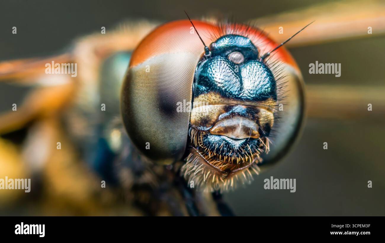 Photographie macro extrême de la tête d'une libellule, révélant les détails complexes de ses yeux composés, antennes et pièces buccales, mettant en valeur la beauté Banque D'Images