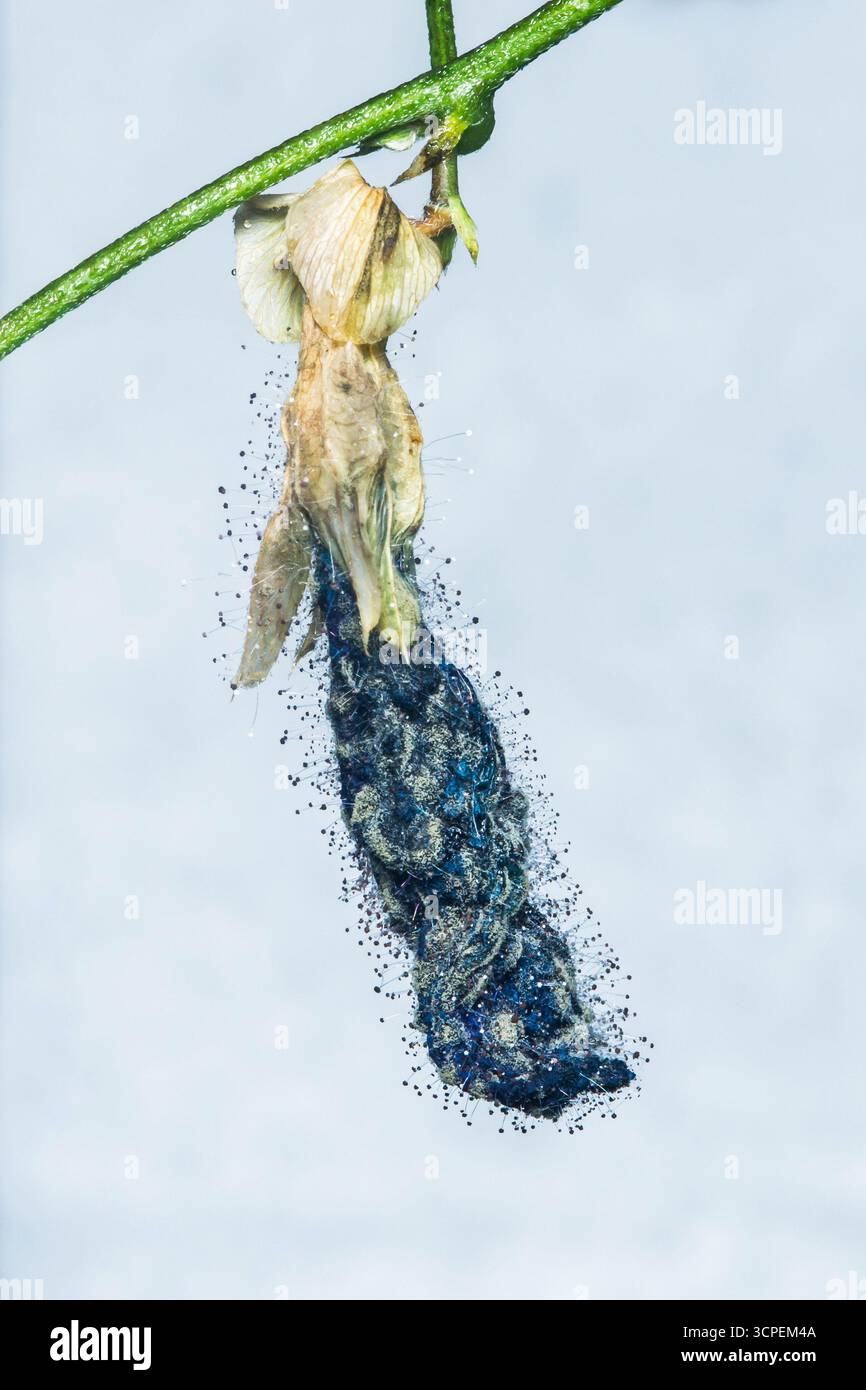 Macro-photographie en gros plan montrant la moisissure qui pousse sur une fleur et une tige en décomposition, mettant en évidence les détails complexes de la moisissure et la présence de wa Banque D'Images