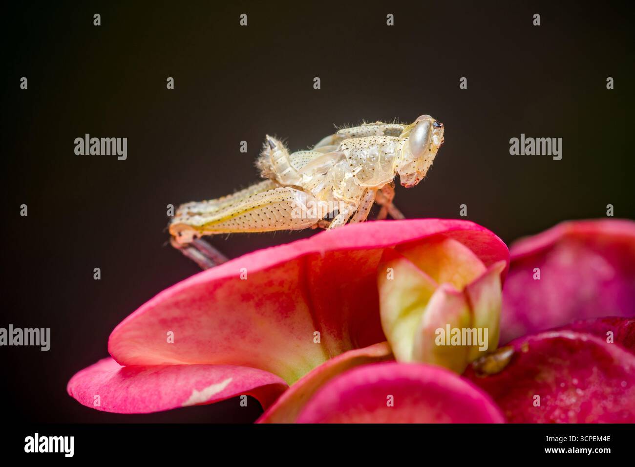 Vue rapprochée d'une sauterelle perchée sur des pétales de fleurs roses éclatantes, mettant en valeur un contraste saisissant sur un arrière-plan sombre et légèrement flou Banque D'Images