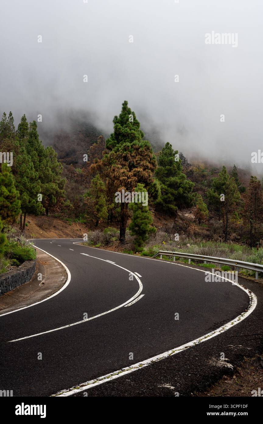 Une route de montagne sinueuse se tisse à travers une dense forêt de pins tandis que des nuages suspendus dérivent à travers le paysage, créant une scène calme et sombre sur Tenerife Banque D'Images