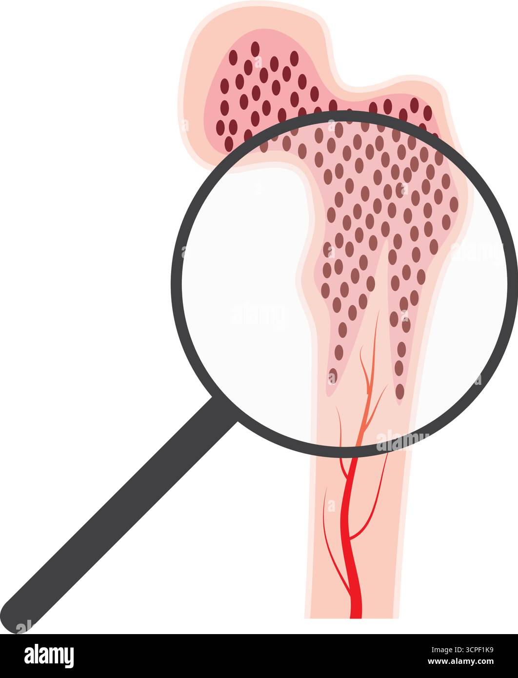 Icône ou logo anatomique de moelle osseuse. Structure osseuse humaine. Recherche en laboratoire, tests, chirurgie et examen médical. Scintigraphie aux rayons X du squelette humain Illustration de Vecteur