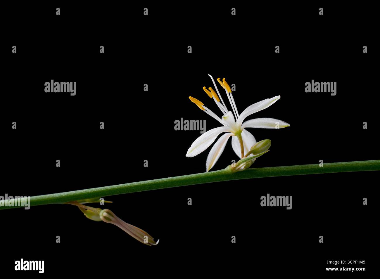 fleur blanche de plante d'araignée d'océan, avec étamines jaunes fond noir isolé, lierre d'araignée ou ruban plante macro en gros plan Banque D'Images fleur blanche de plante d'araignée d'océan, avec étamines jaunes fond noir isolé, lierre d'araignée ou ruban plante macro en gros plan Banque D'Images